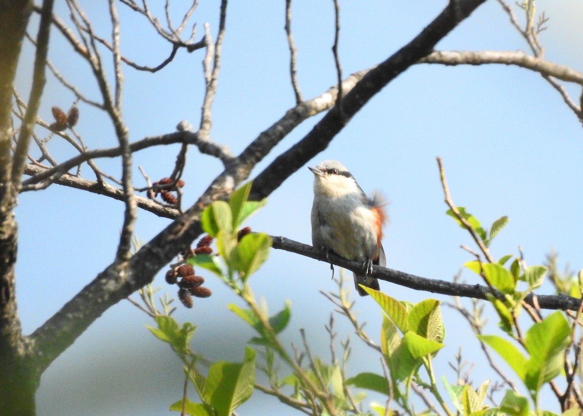 Chestnut-vented Nuthatch - ML150187741