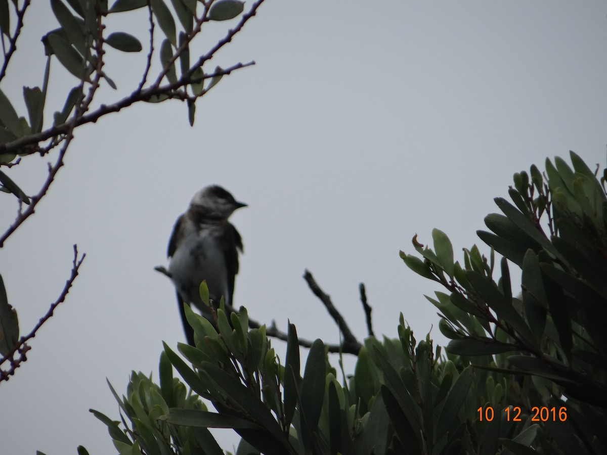 Brown-chested Martin - ML150187791