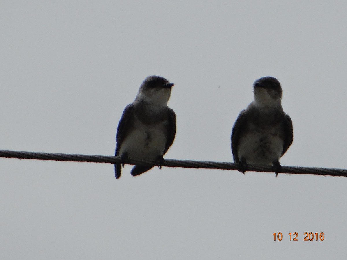 Brown-chested Martin - ML150187821