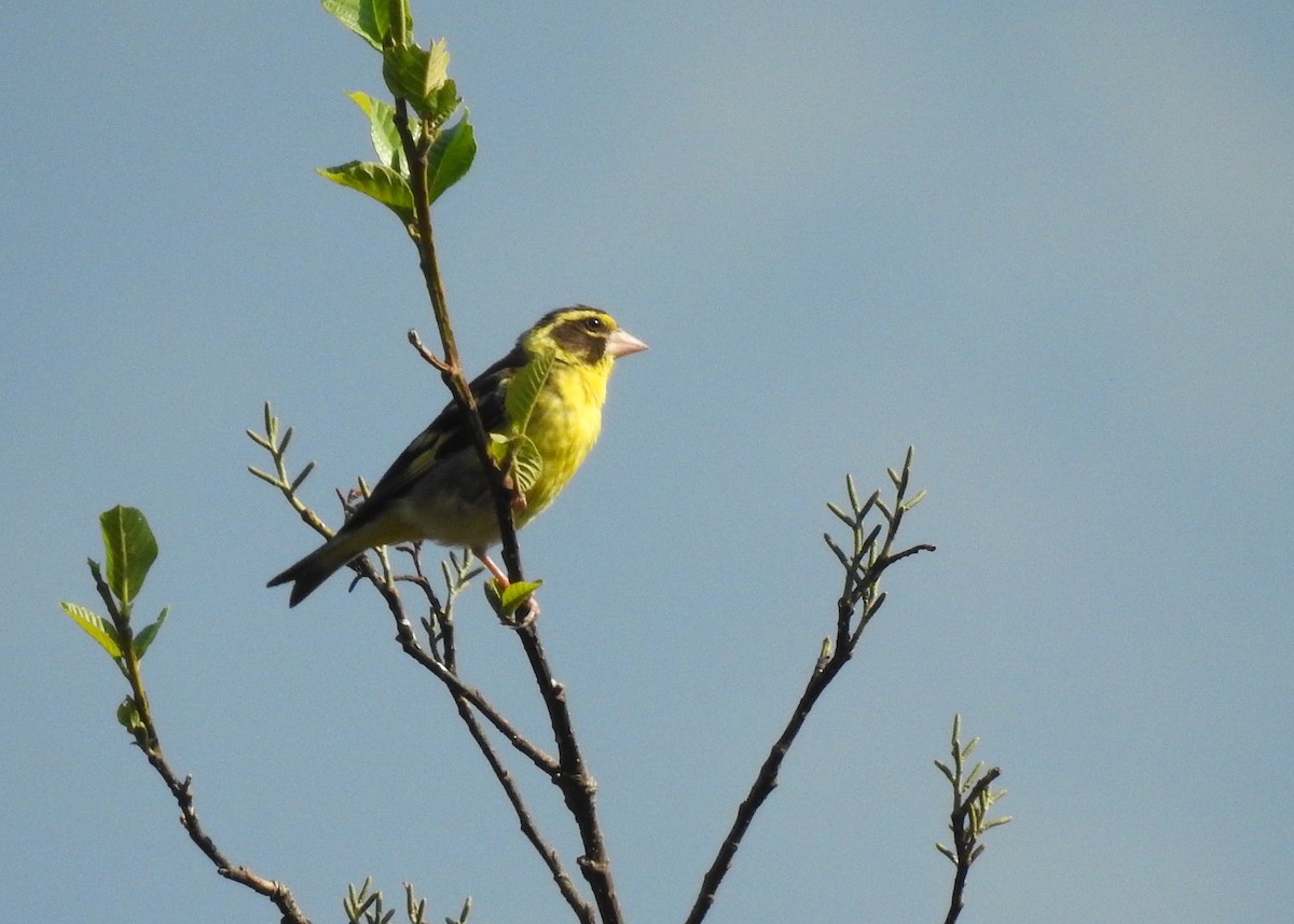 Yellow-breasted Greenfinch - ML150187831