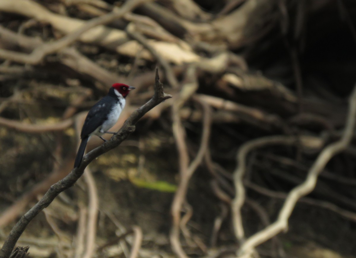 Red-capped Cardinal - Iván Lau