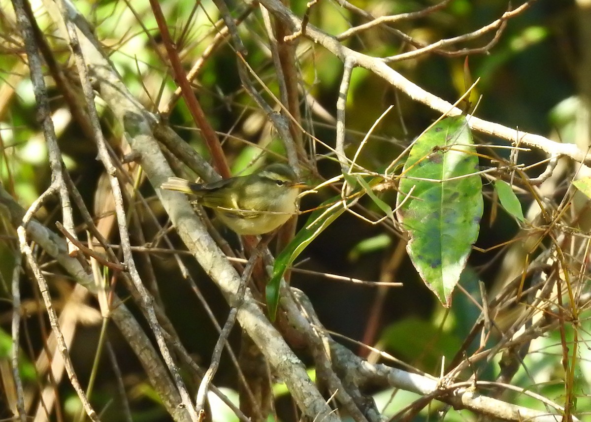 Blyth's Leaf Warbler - ML150187961