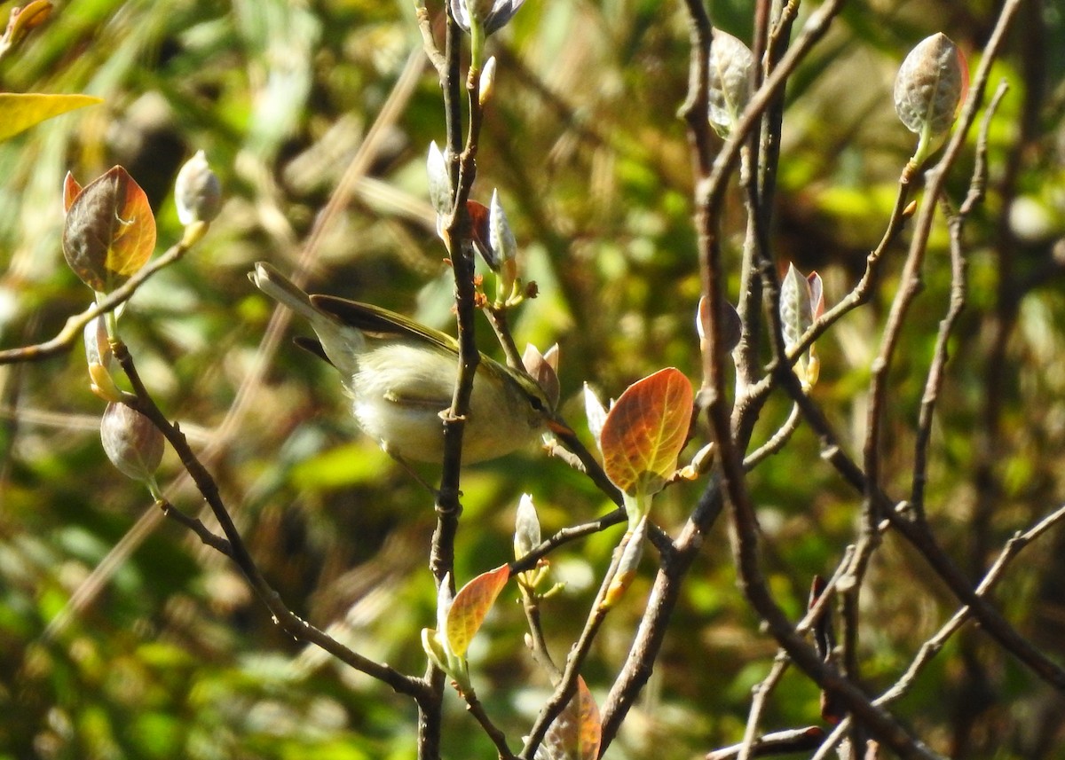 Blyth's Leaf Warbler - ML150187981