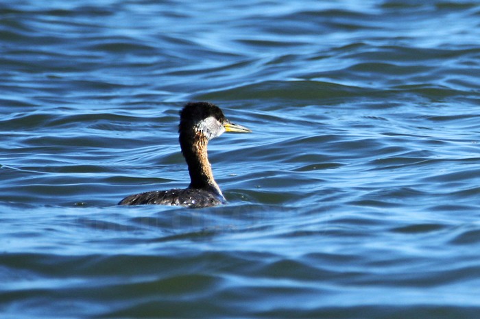 Red-necked Grebe - ML150188151