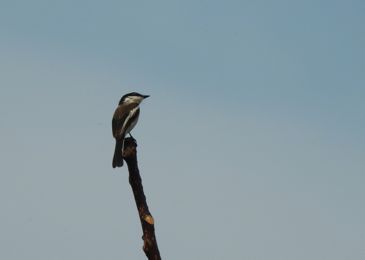 Bar-winged Flycatcher-shrike - ML150188201