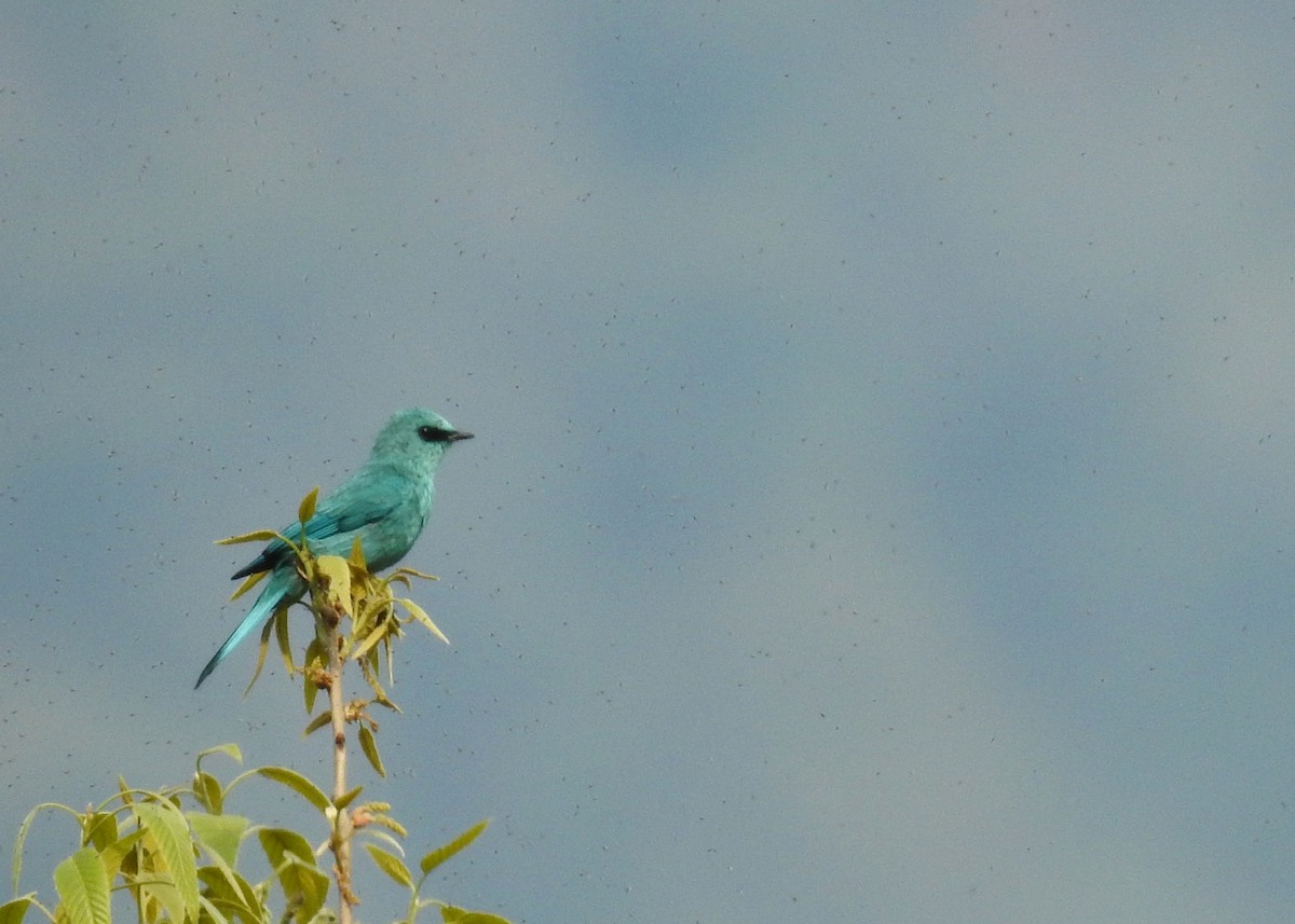 Verditer Flycatcher - ML150188221