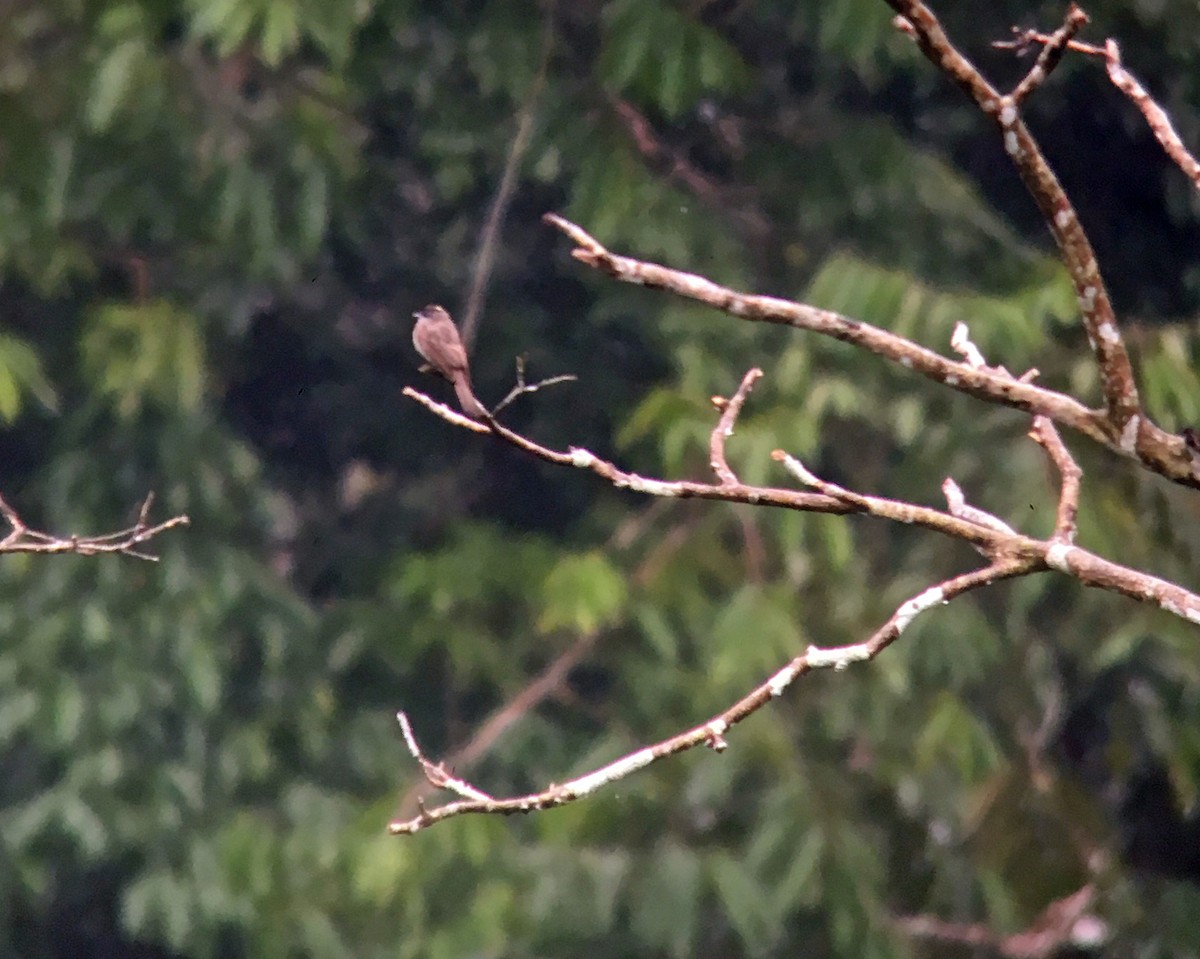 Crowned Slaty Flycatcher - ML150188671