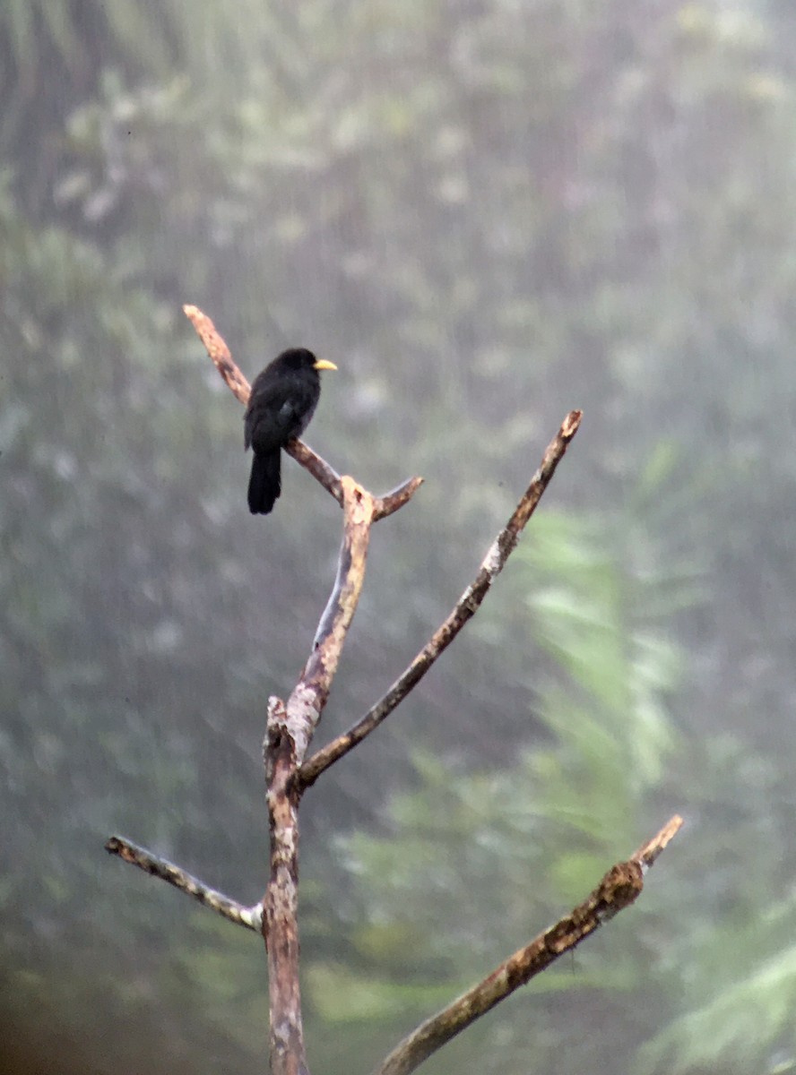 Yellow-billed Nunbird - ML150188991