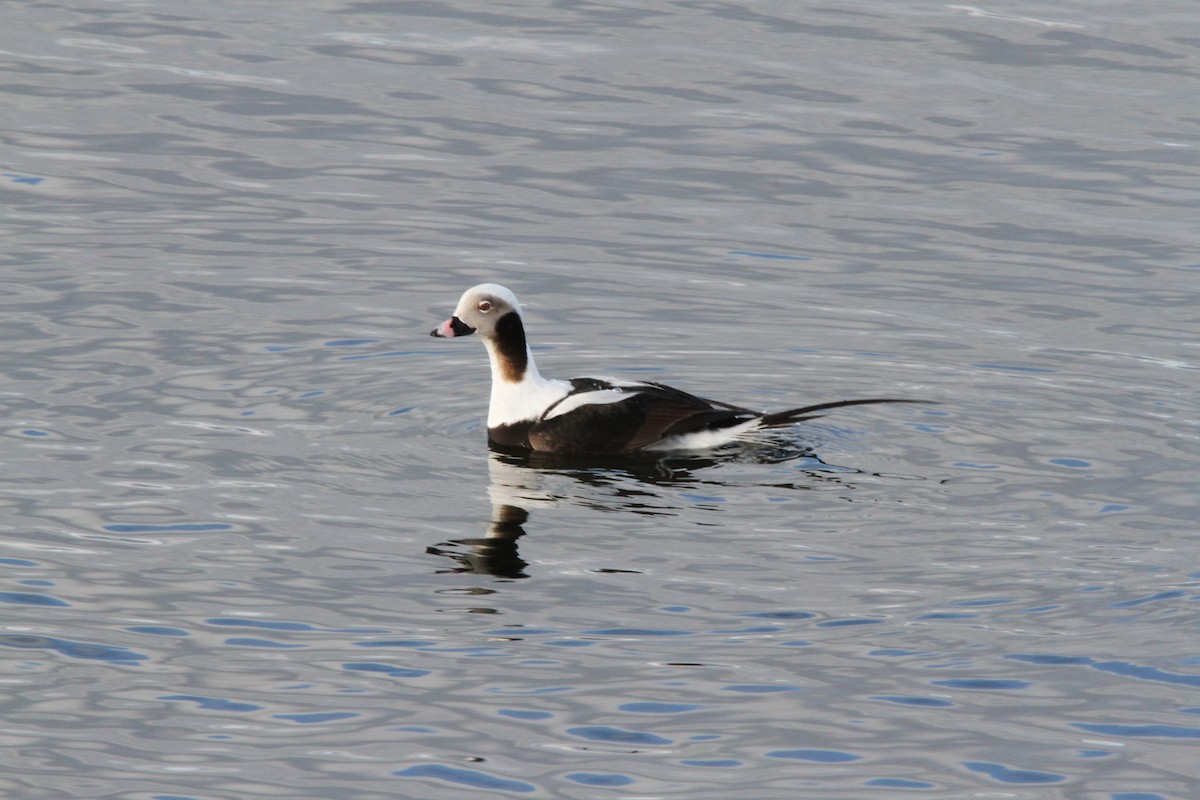 Long-tailed Duck - Garth V. Riley