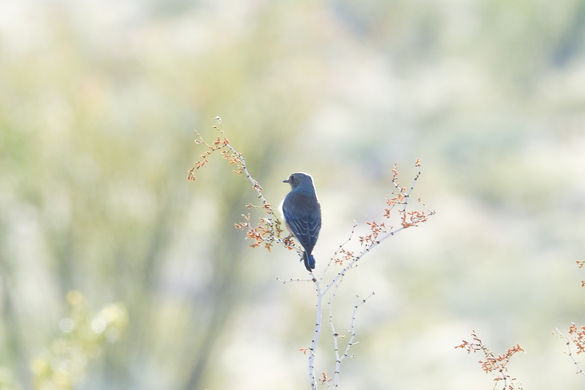 Western Bluebird - ML150189861