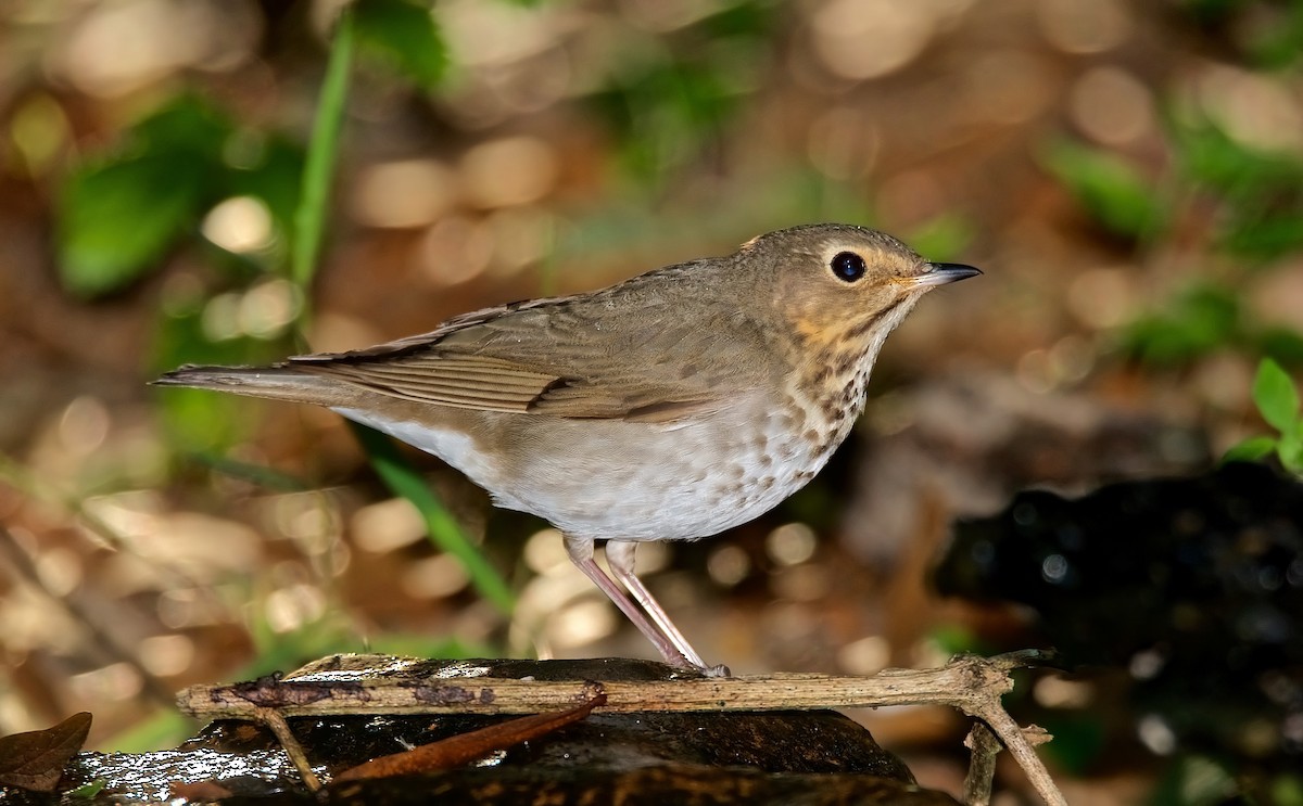 Swainson's Thrush - ML150190341