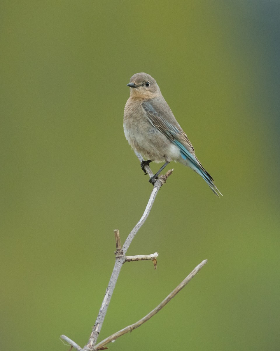 Mountain Bluebird - Jacob McGinnis