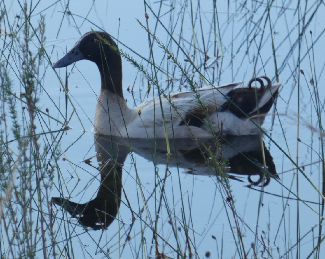 Mallard (Domestic type) - Bill Pranty