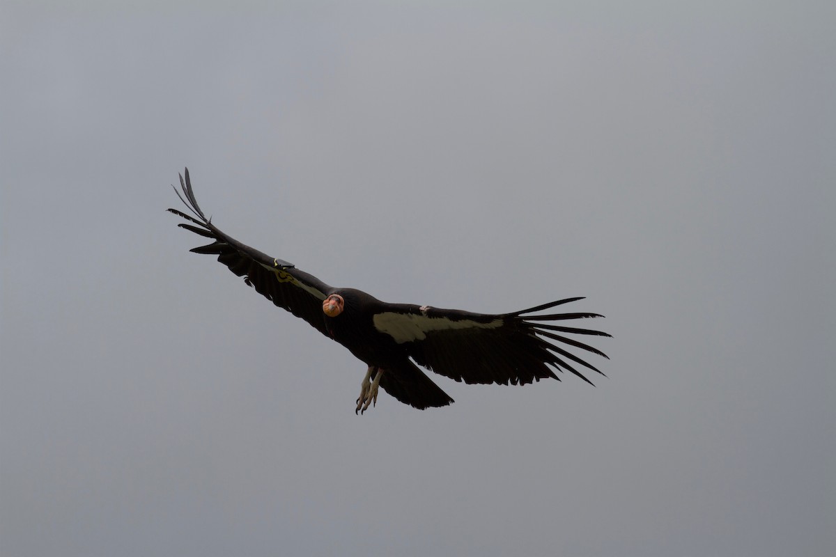 California Condor - ML150191711