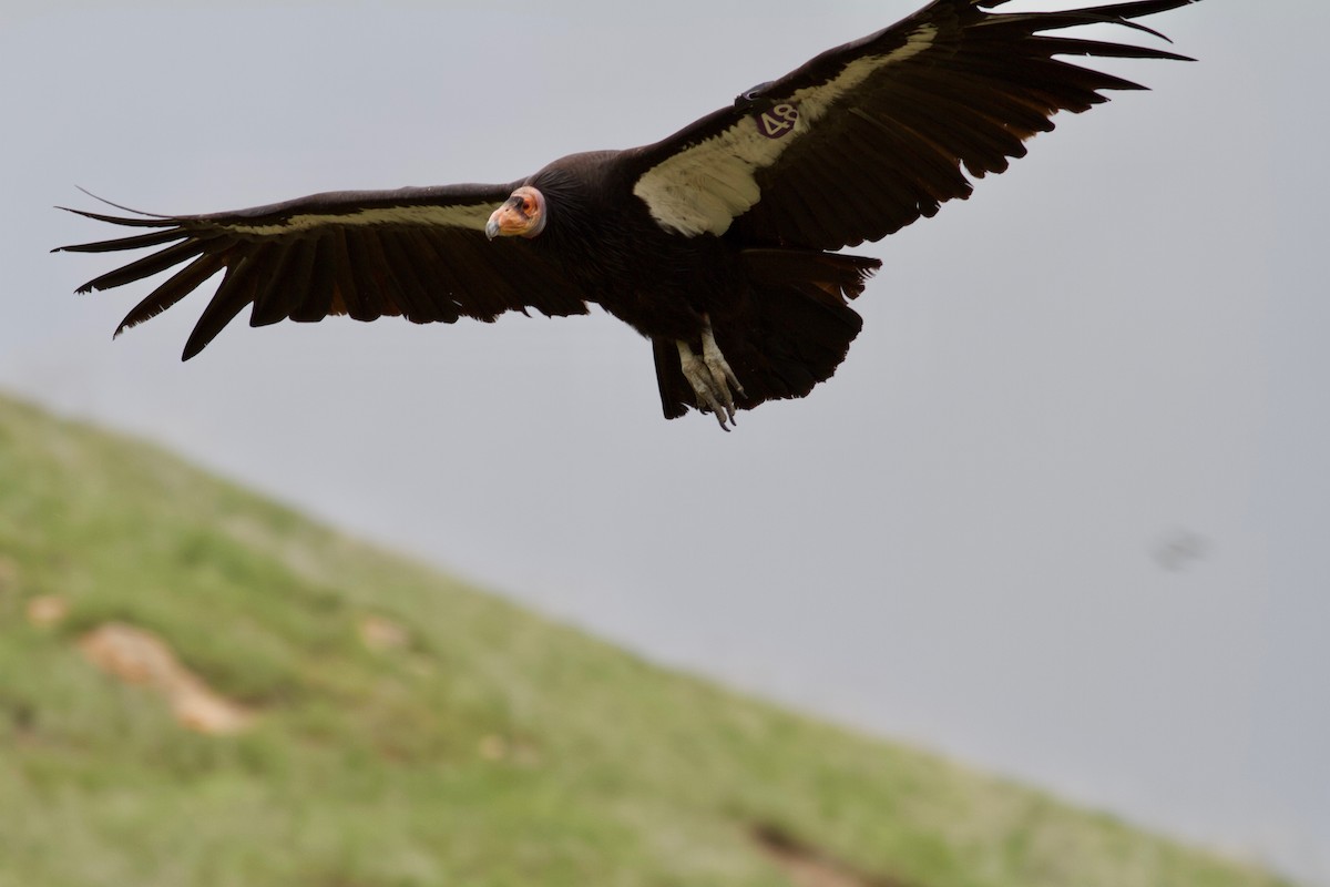 California Condor - ML150191771