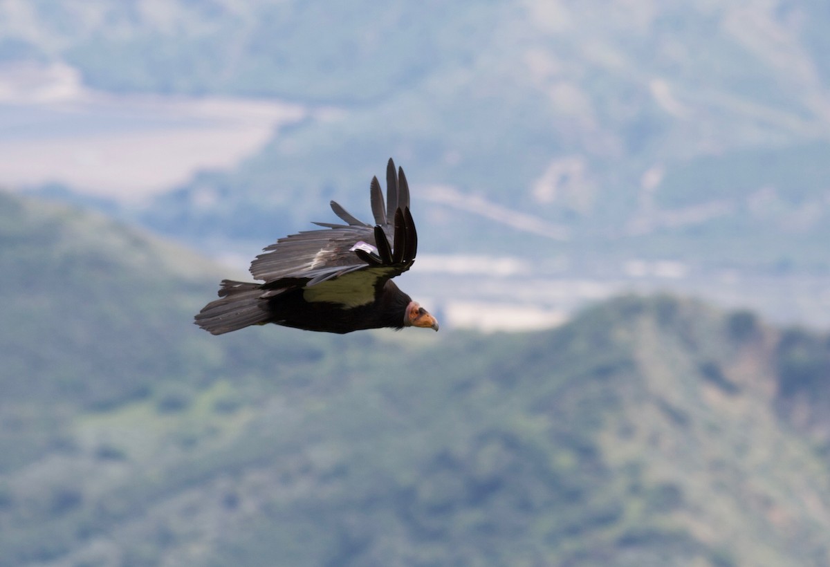 California Condor - ML150191901