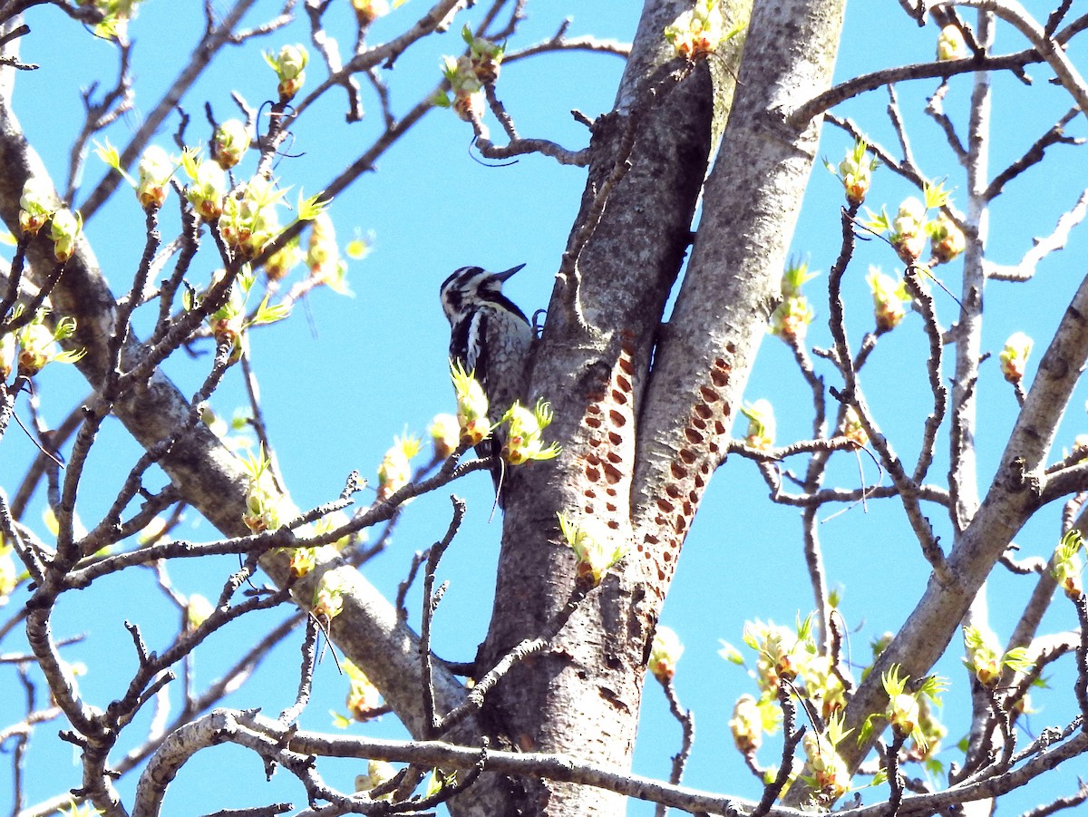 Yellow-bellied Sapsucker - John Harris