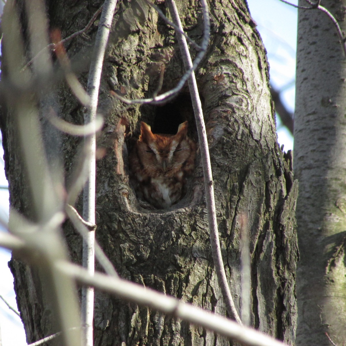 Eastern Screech-Owl - ML150192471