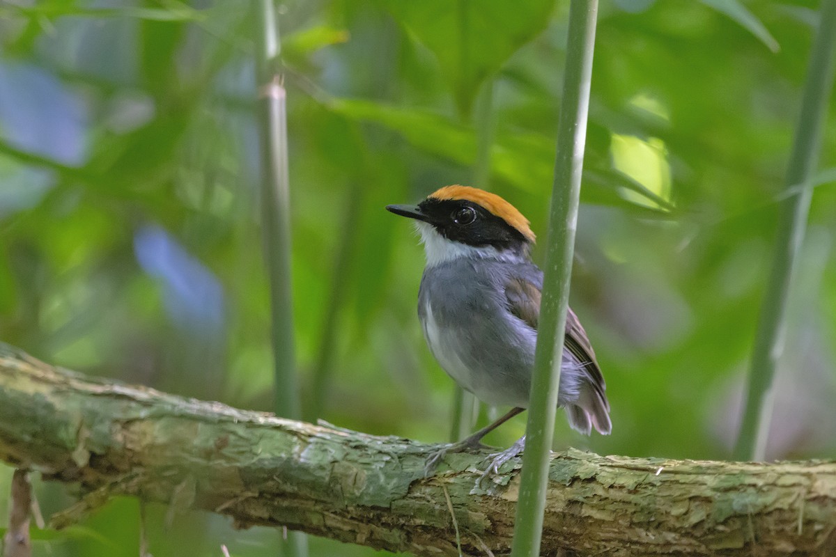 Black-cheeked Gnateater - ML150192701