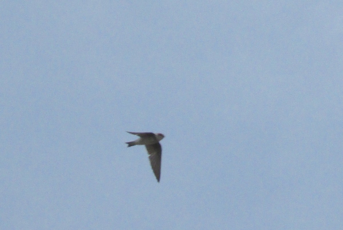 Bank Swallow - ML150192771