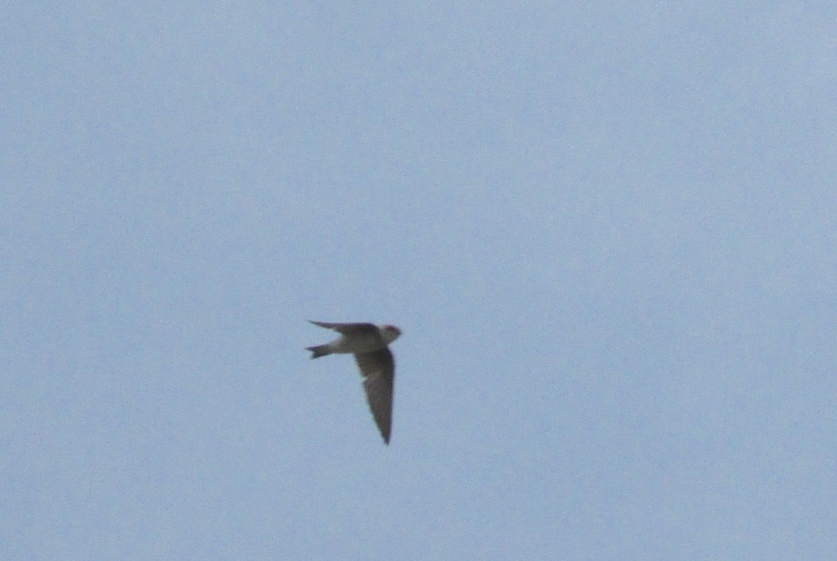 Bank Swallow - ML150192771