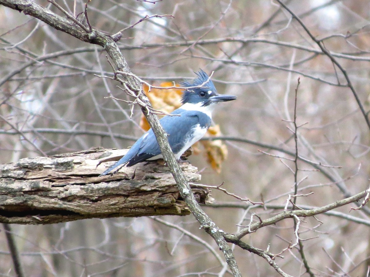 Belted Kingfisher - Rich & Karen Kassouf