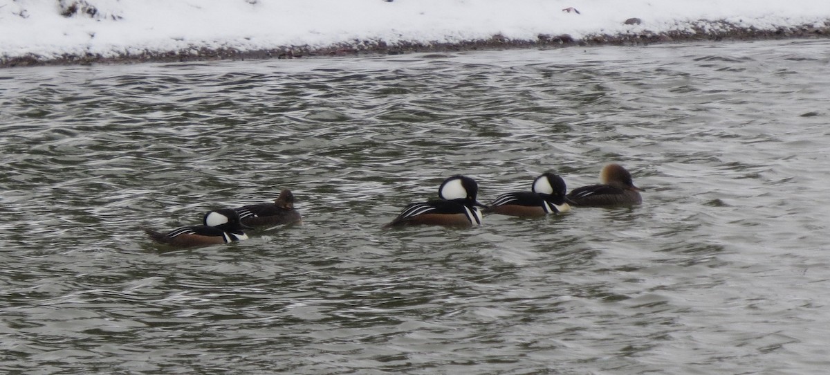 Hooded Merganser - ML150194901