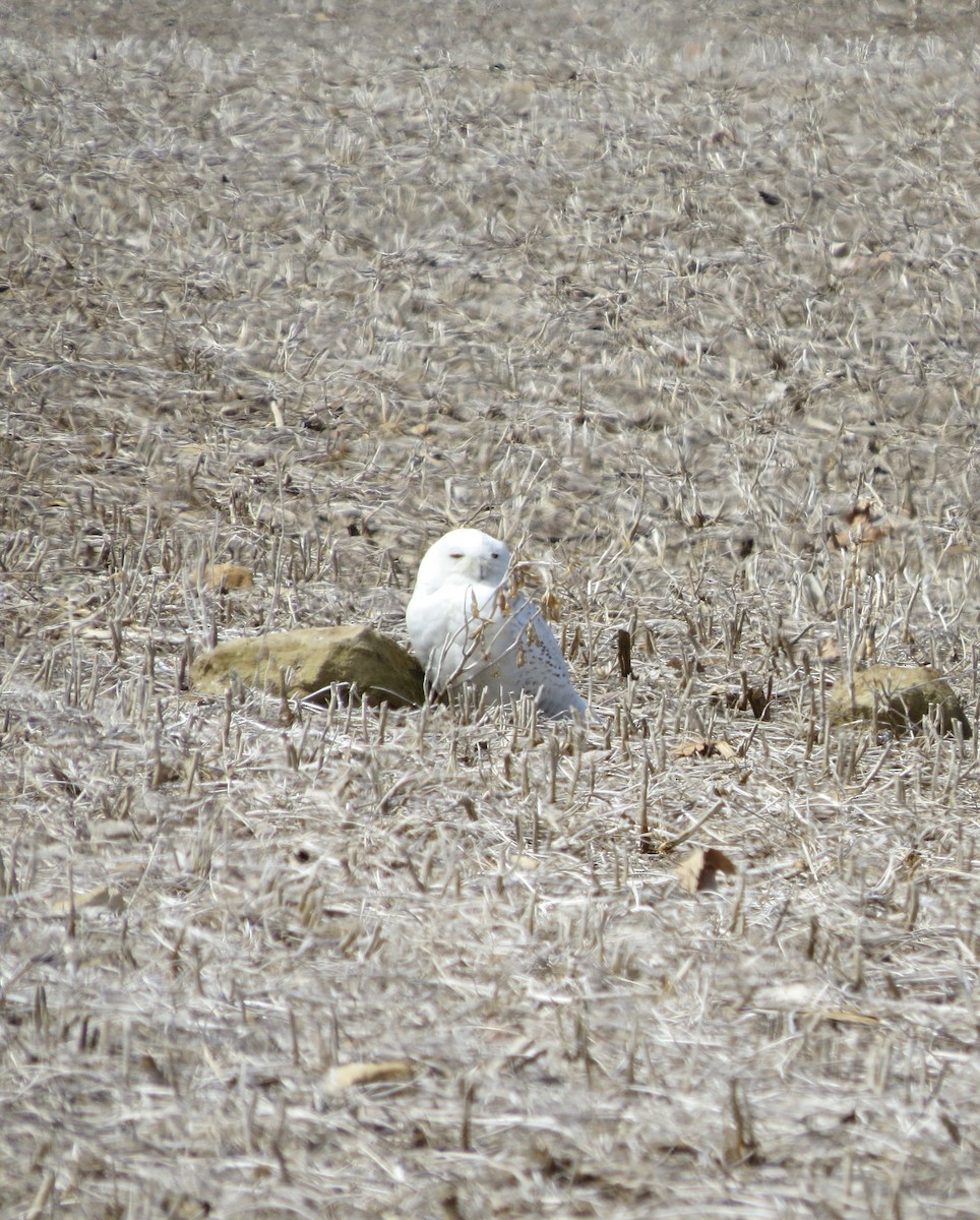 Snowy Owl - ML150194961