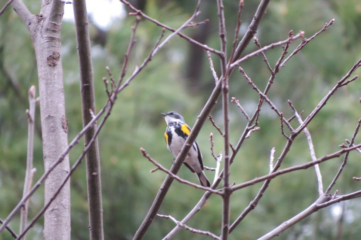 Yellow-rumped Warbler - ML150195151