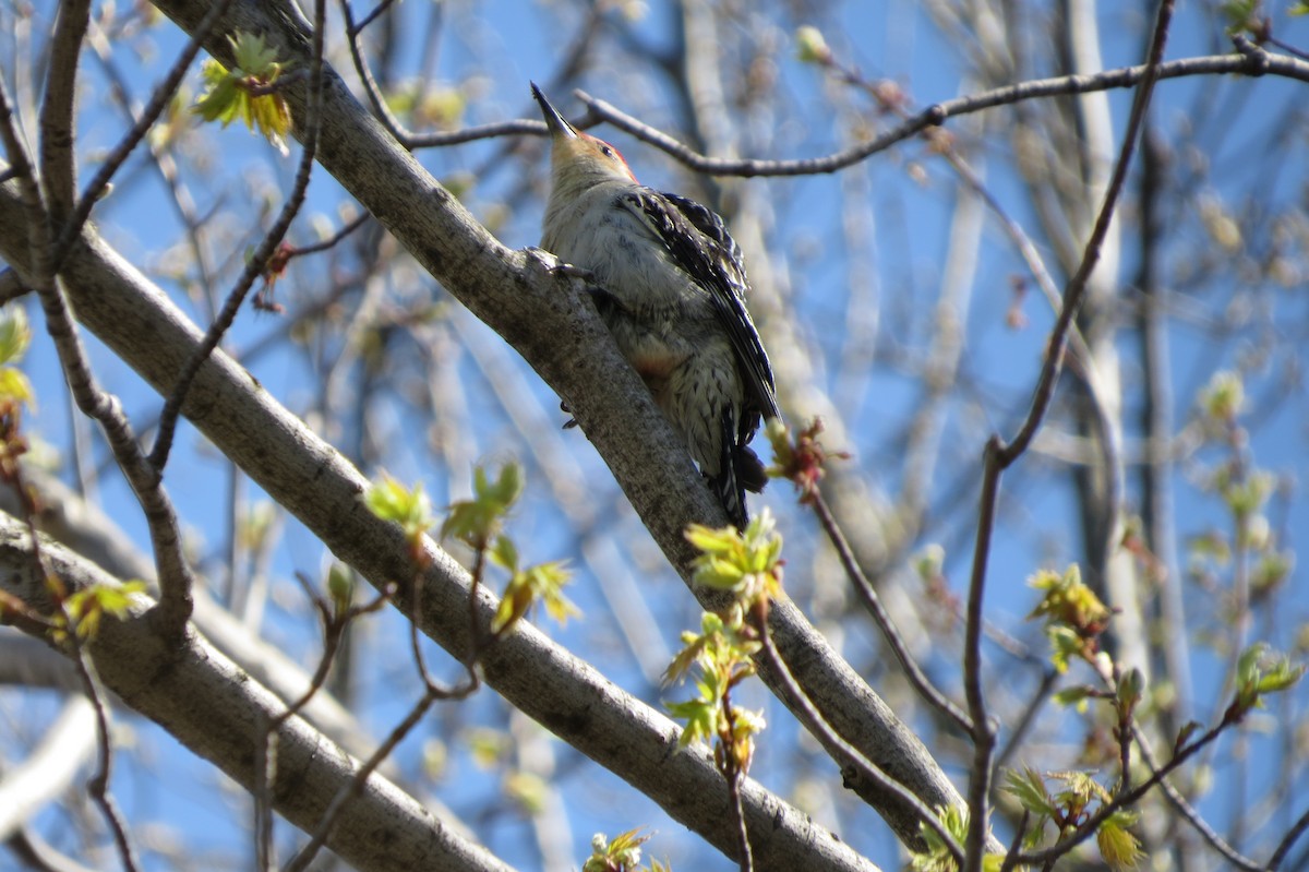 Red-bellied Woodpecker - ML150195221