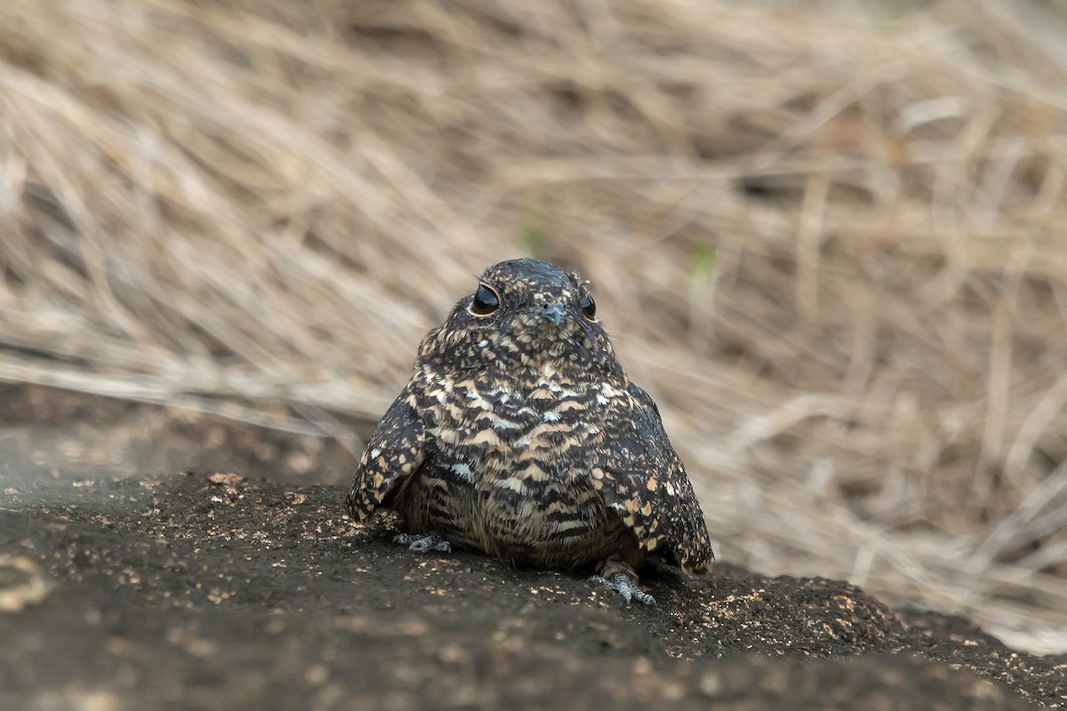 Pygmy Nightjar - ML150195861