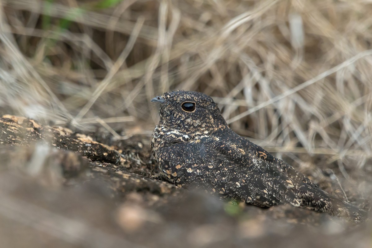 Pygmy Nightjar - ML150195891