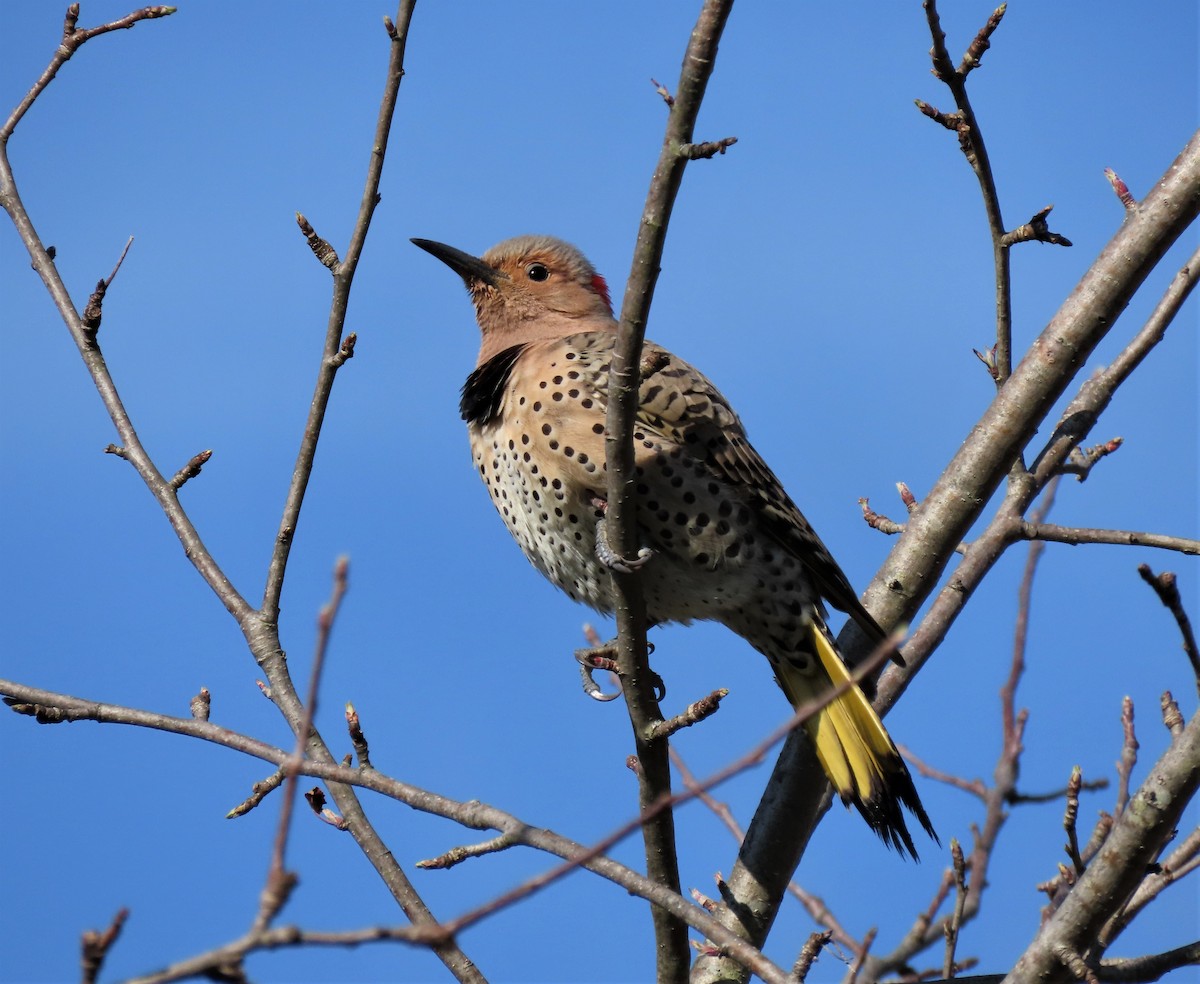 Northern Flicker (Yellow-shafted) - ML150197941