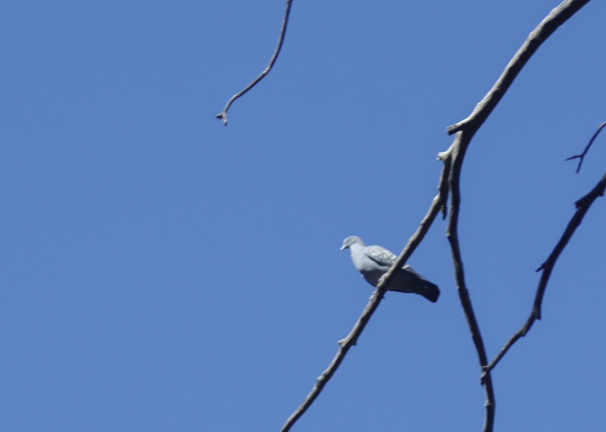 Spot-winged Pigeon - ML150198421