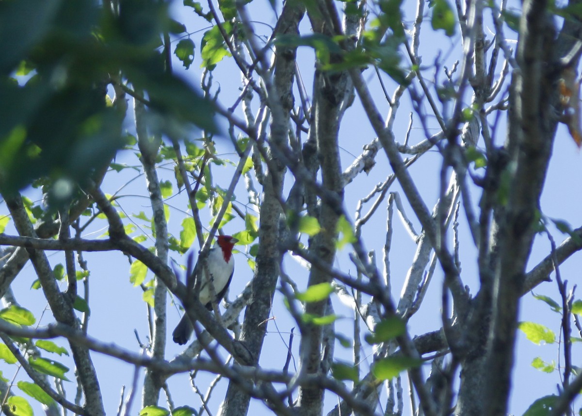 Red-crested Cardinal - ML150198631