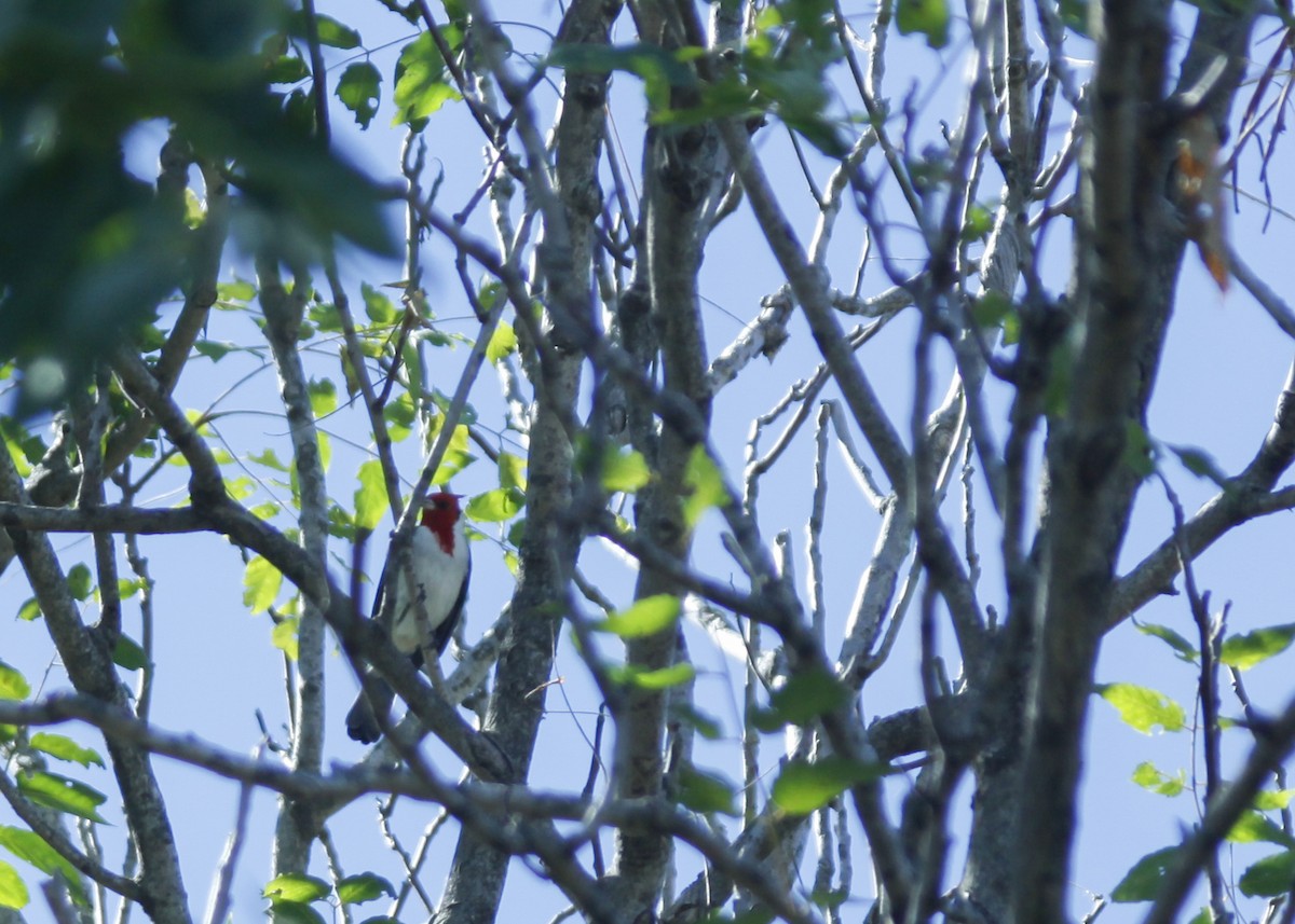 Red-crested Cardinal - ML150198671