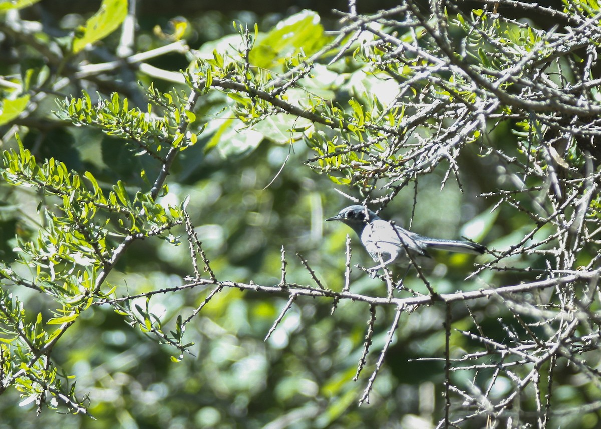 Masked Gnatcatcher - ML150198871