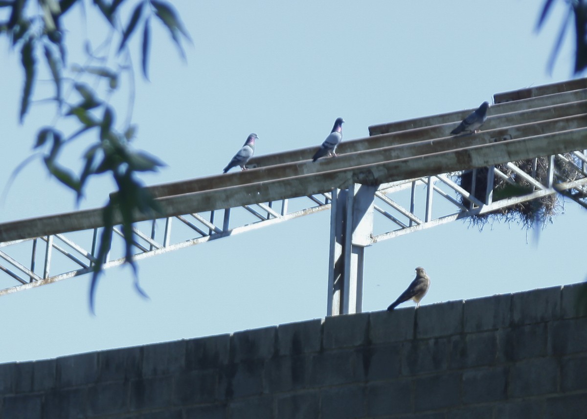 Chimango Caracara - ML150199051