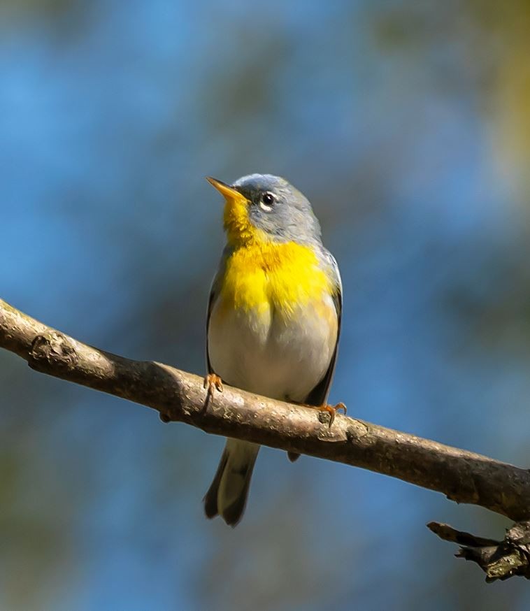 Northern Parula - ML150199571
