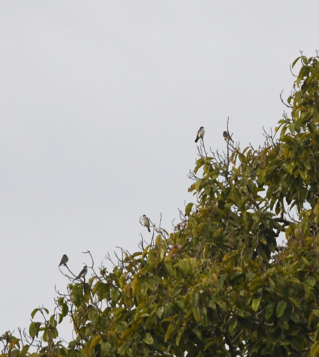 Schieferrücken-Königstyrann - ML150201121