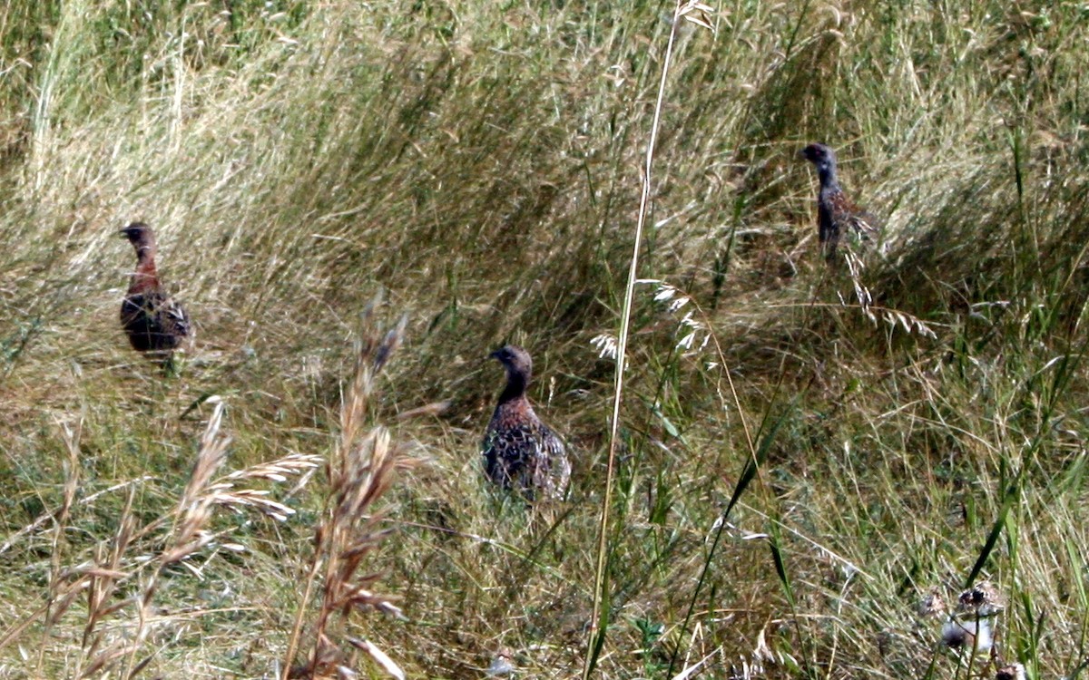 Gallo de las Praderas Rabudo - ML150201341