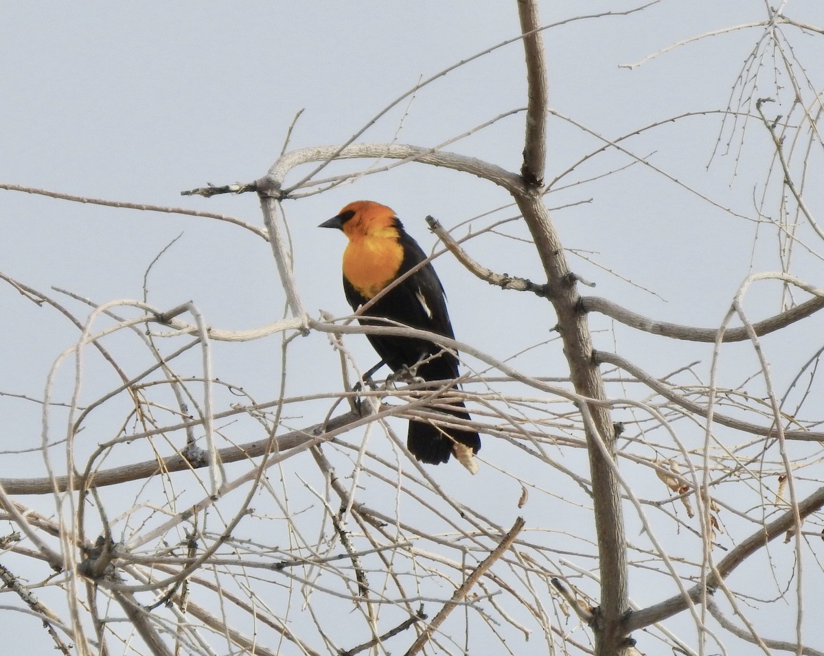 Yellow-headed Blackbird - ML150201461