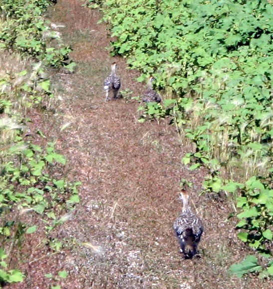 Sharp-tailed Grouse - Amie White