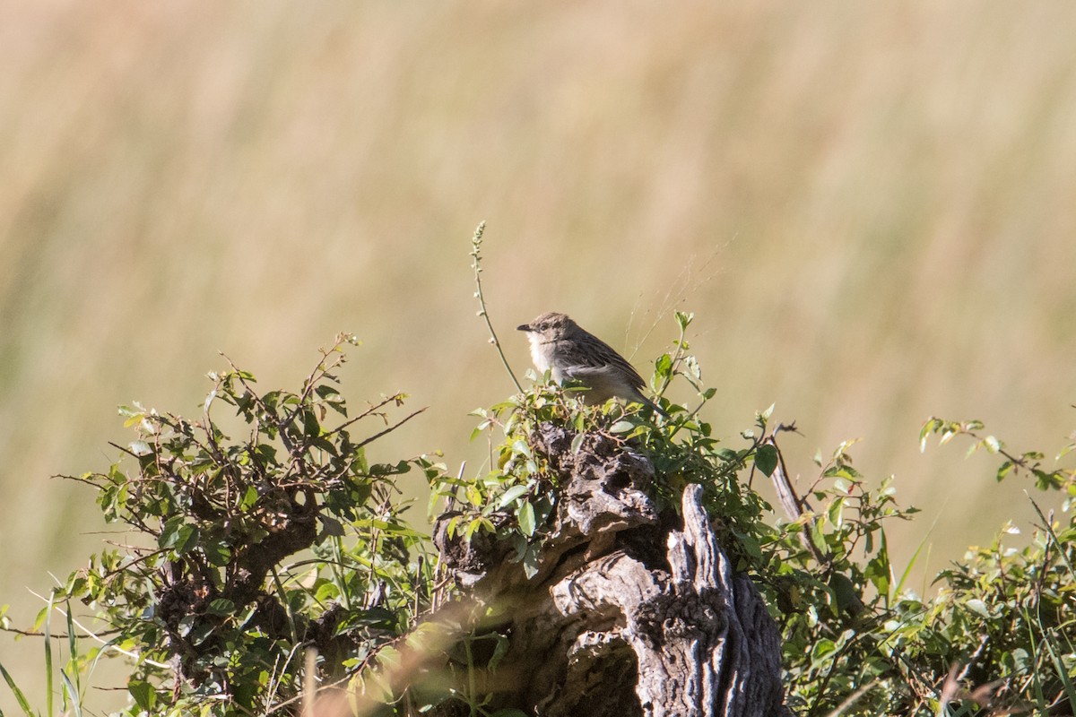 Croaking Cisticola - ML150201521