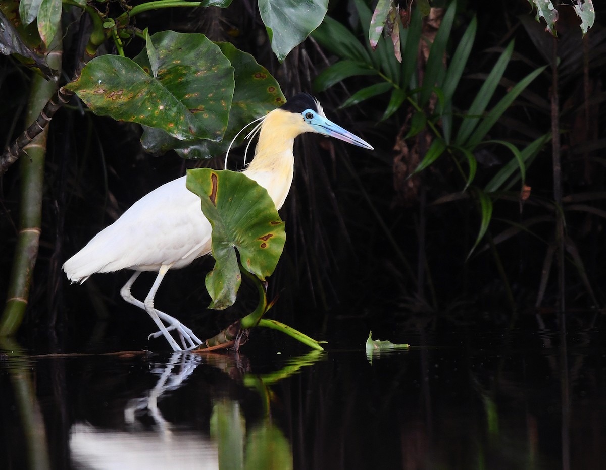 Capped Heron - ML150201621