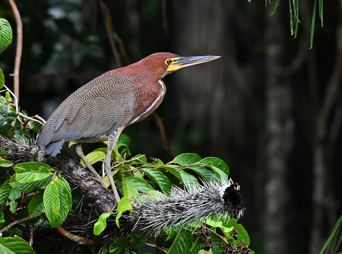 Rufescent Tiger-Heron - Joshua Vandermeulen