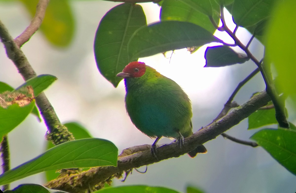 Rufous-winged Tanager - ML150201681