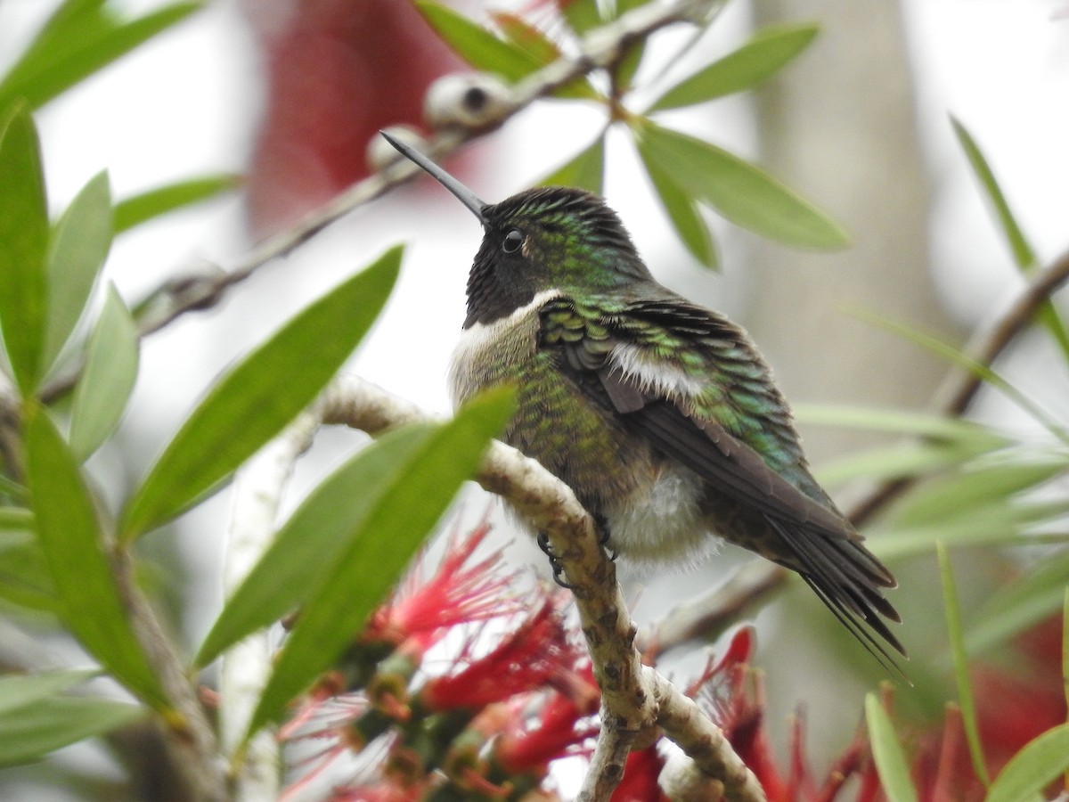 Ruby-throated Hummingbird - ML150203161