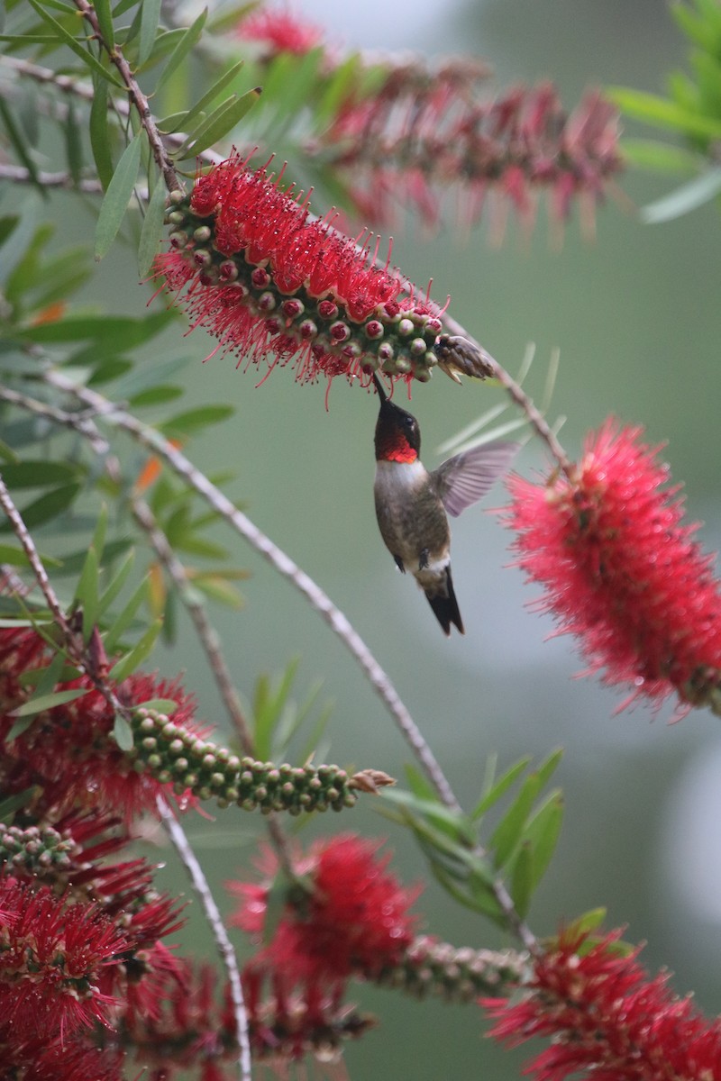 Ruby-throated Hummingbird - ML150203301