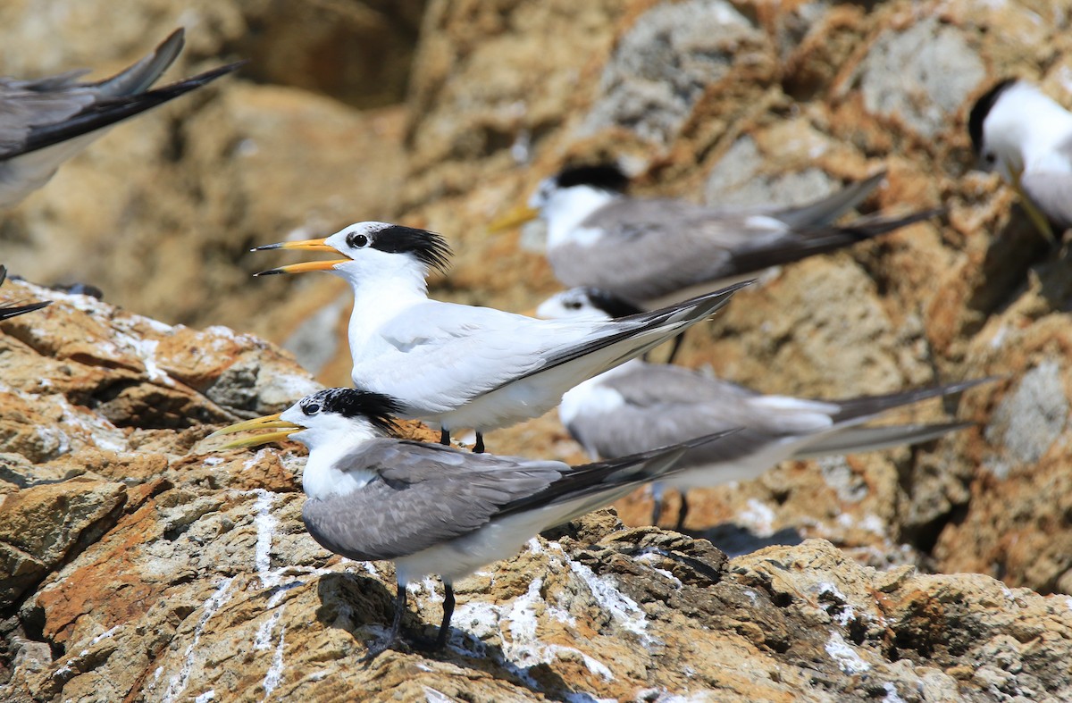 黑嘴端鳳頭燕鷗 - ML150203521